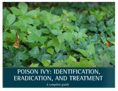 Poison Ivy: Identification, Eradication, and Treatment Image